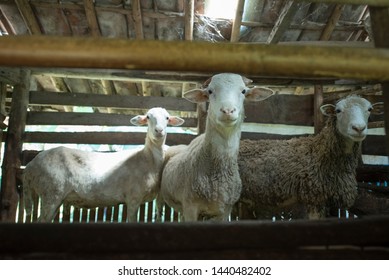 Goat Animal Qurban Eid Al-Adha