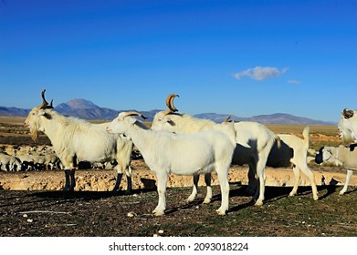 The Goat Is An Artiodactyl Mammal - Caprinae Subfamily.