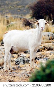 The Goat Is An Artiodactyl Mammal - Caprinae Subfamily.