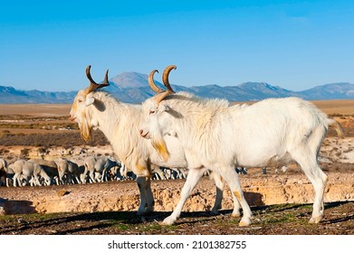 The Goat Is An Artiodactyl Mammal - Caprinae Subfamily.