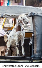 Goat In An Autorickshaw In Udaipur, Rajasthan State, India