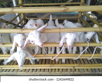 Goat Baby In Bamboo Cage