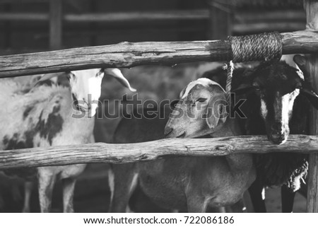 Goat backandWhite