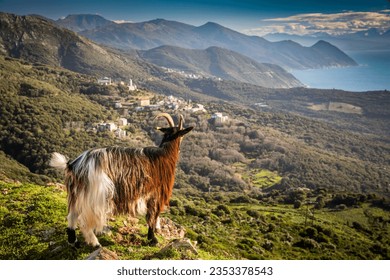 Goat with a background of Centuri village, Cape Corse peninsula, Corsica, France