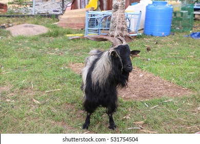 Goat Backyard Selective Focus Stock Photo Edit Now 531754504