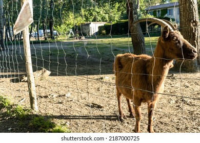 
a goat behind a fence