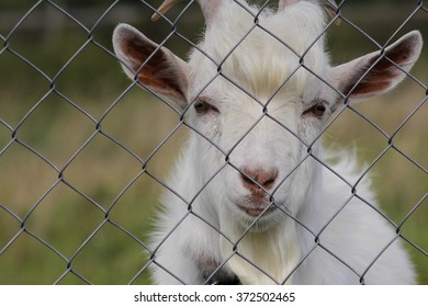 goat behind a fence close up