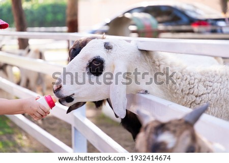 Similar – Image, Stock Photo Little baby cow feeding from milk bottle.