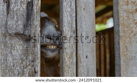 A goat behind a wooden fence, smiling, close-up, 