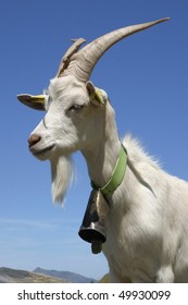 4,024 Goat With Bell Images, Stock Photos & Vectors | Shutterstock