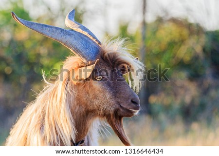 goat with big horns and beard
