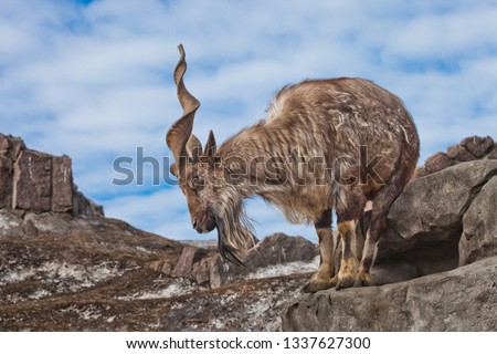 A goat with big horns (mountain goat marchur) stands alone on a rock, mountain landscape and sky. Allegory on the scapegoat.