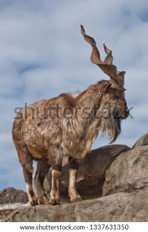 A goat with big horns (mountain goat marchur) stands alone on a rock, mountain landscape and blue sky. Allegory on the scapegoat.
