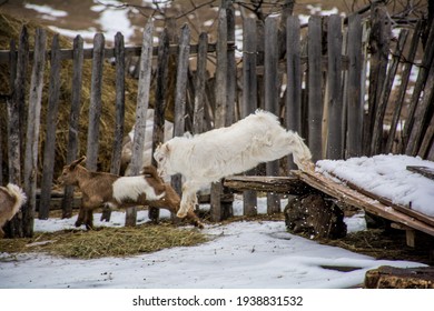 Goat billies playing in the snow - Shutterstock ID 1938831532