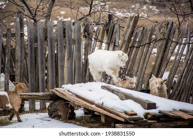Goat billies playing in the snow - Shutterstock ID 1938831550