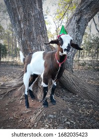 Birthday Goat Images Photos Et Images Vectorielles De Stock Shutterstock