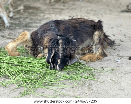 A Goat in black colur is eating grass in Village life