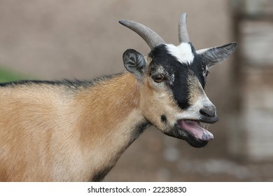 Goat Mouth Images Stock Photos amp Vectors Shutterstock