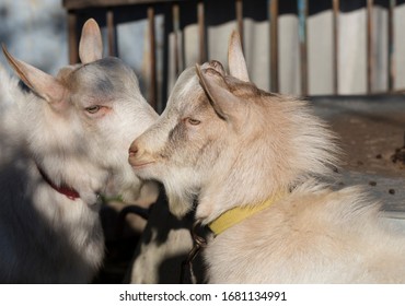 Goat breeding. The male goat importune  to the female goat to get copulation. Love couple. Reproduction season-spring rutting. The farming of livestock.