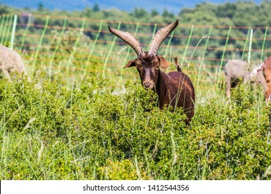 Goat In Bush, France, Bedoin, Mont Ventoux