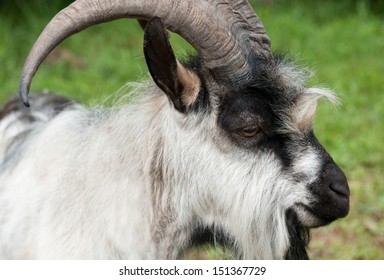 36,425 Goat close up Images, Stock Photos & Vectors | Shutterstock