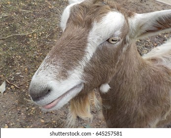 goat close up