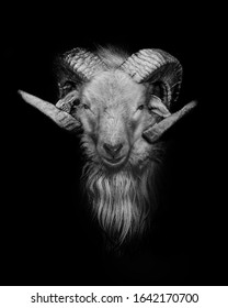 Goat Close Up Fine Art Portrait