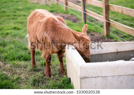 goat drinking water trough stock photo edit now 1030020538
