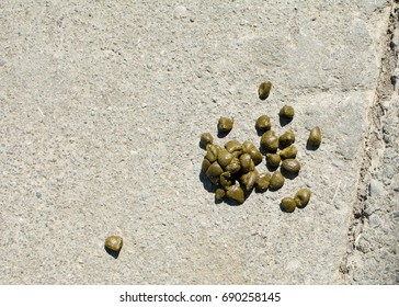 52 Cow dung balls Images, Stock Photos & Vectors | Shutterstock