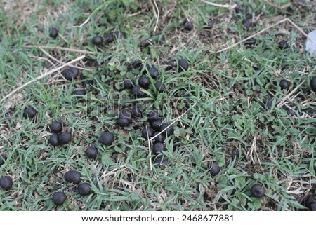 goat dung or srintil (in Java, Indonesia) on green grass. round, black, small, usually used as fertilizer