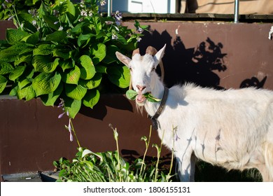 A Goat Eating Flowers