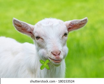 Goat Eating Grass