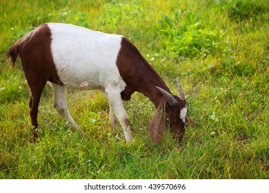 Goat Eating Grass