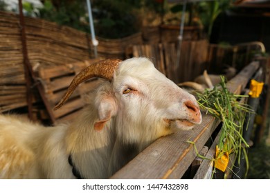 Goat Eating The Grass In The Gate