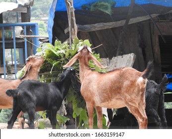 Goat Eating Grass In A Group