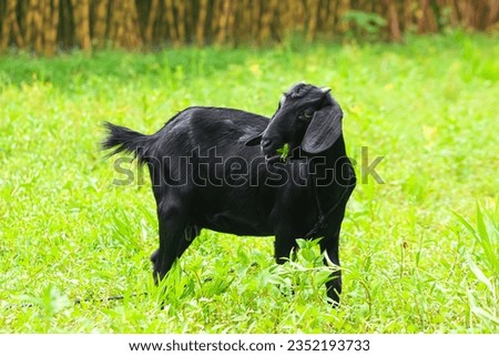 The goat is eating the grass on the field. Animal photo