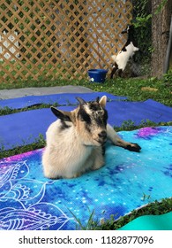 Goat Enjoying Goat Yoga