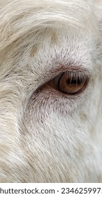 Goat eye animal stock photo 