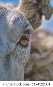 Goat Eye Closeup