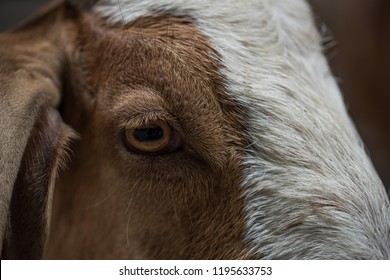 Goat Eye Macro