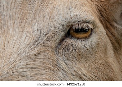 The Goat Eye Taken In Macro Photo, Fur Texture Background