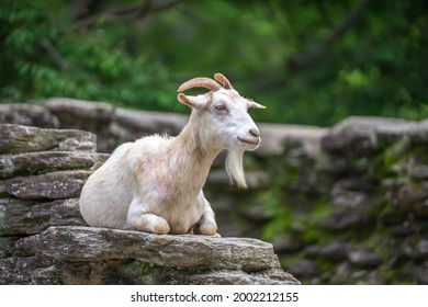 Goat Face Close Up Portrait Shot