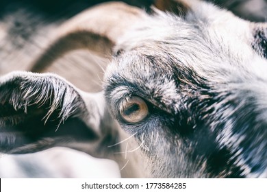 Goat Face Close-up, Macro Shot Of The Eye. Animals And Wildlife Concept