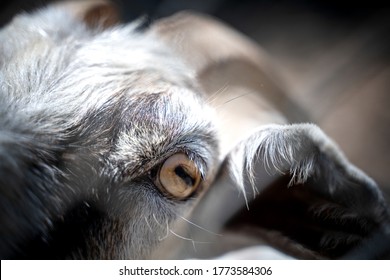 Goat Face Close-up, Macro Shot Of The Eye. Animals And Wildlife Concept