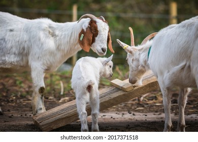 A goat family in a goat pen at old hall farm in Norfolk, England