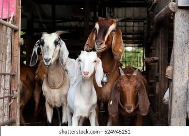 Goat In Farm.