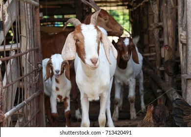 Goat In Farm.