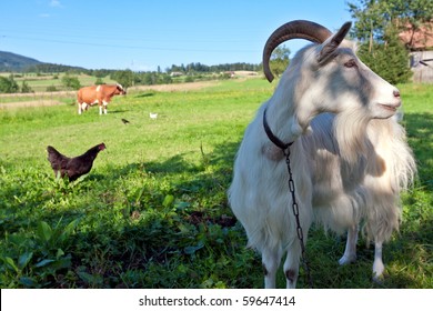 Goat and farm animals