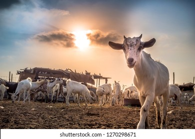 Goat Farm In The Desert Of Saudi Arabia