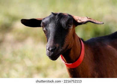 Goat Farm In The French Alps.  France. 